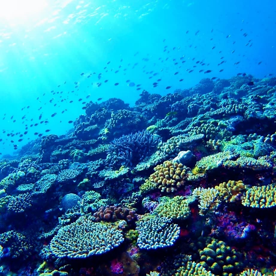 沖縄の珊瑚礁